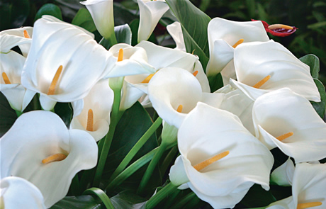 Copo de Leite – Orquídeas & Flores Selvagens